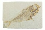 Bargain, Fossil Fish (Diplomystus) - Wyoming #369503-1